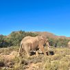 Zuid Afrika safari olifant